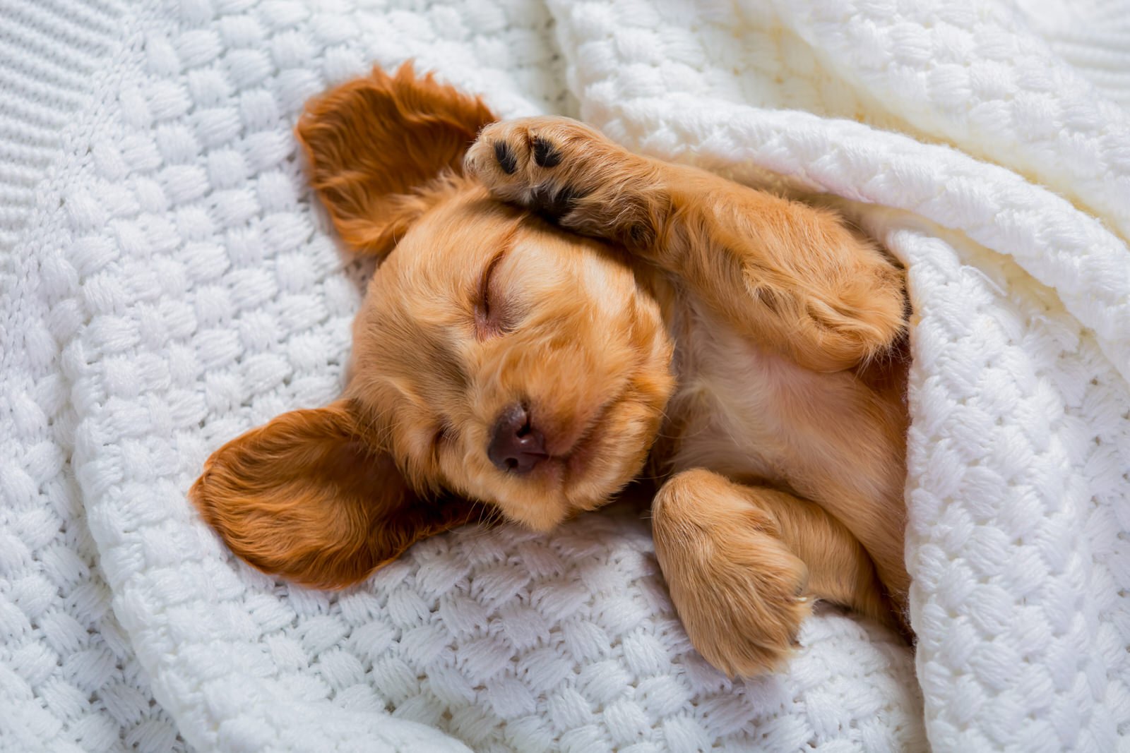 Adorable Cavapoo puppy sleeping on a cozy white blanket.jpg