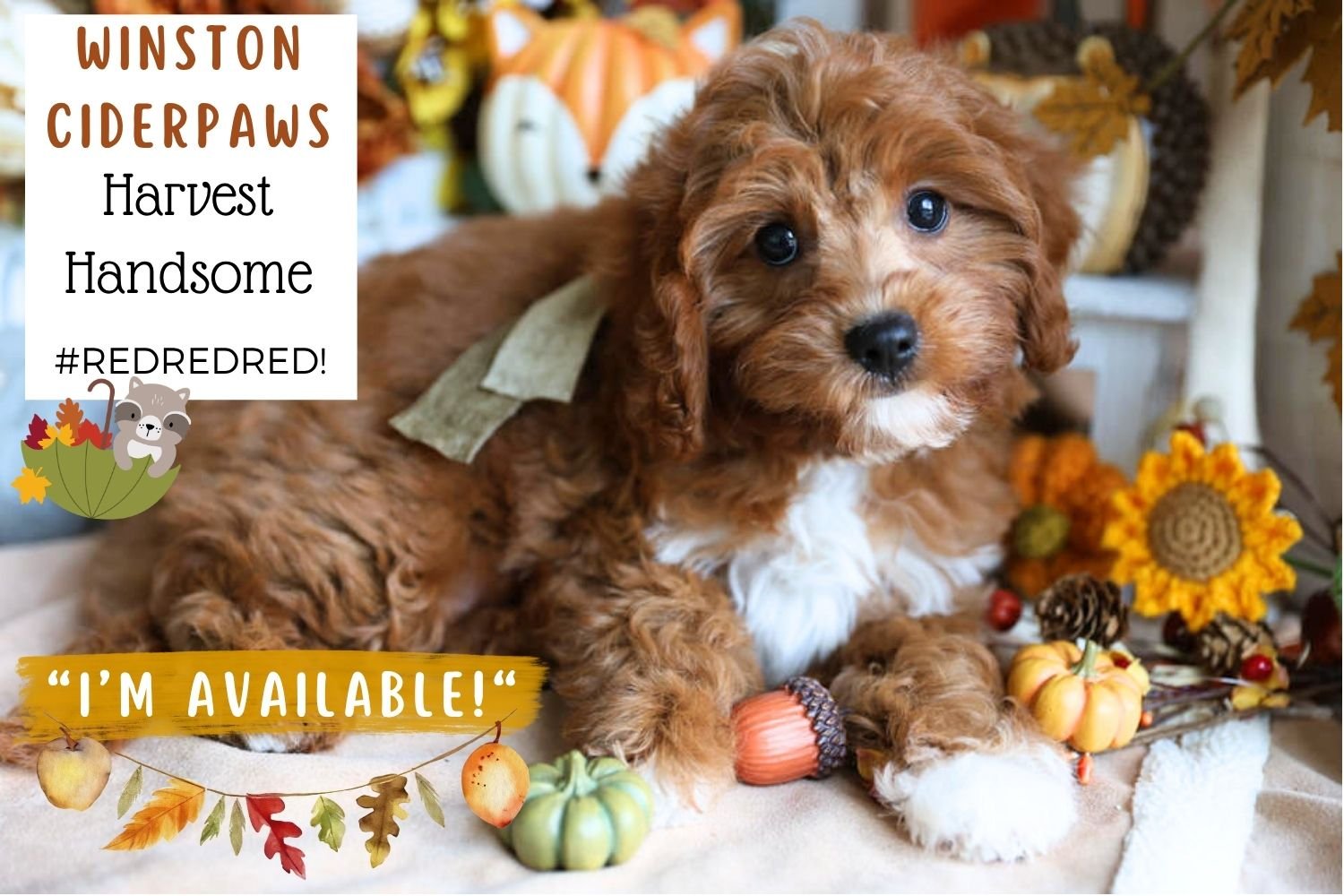 Foxglove Farm Winston Ciderpaws "I'm Available!"
