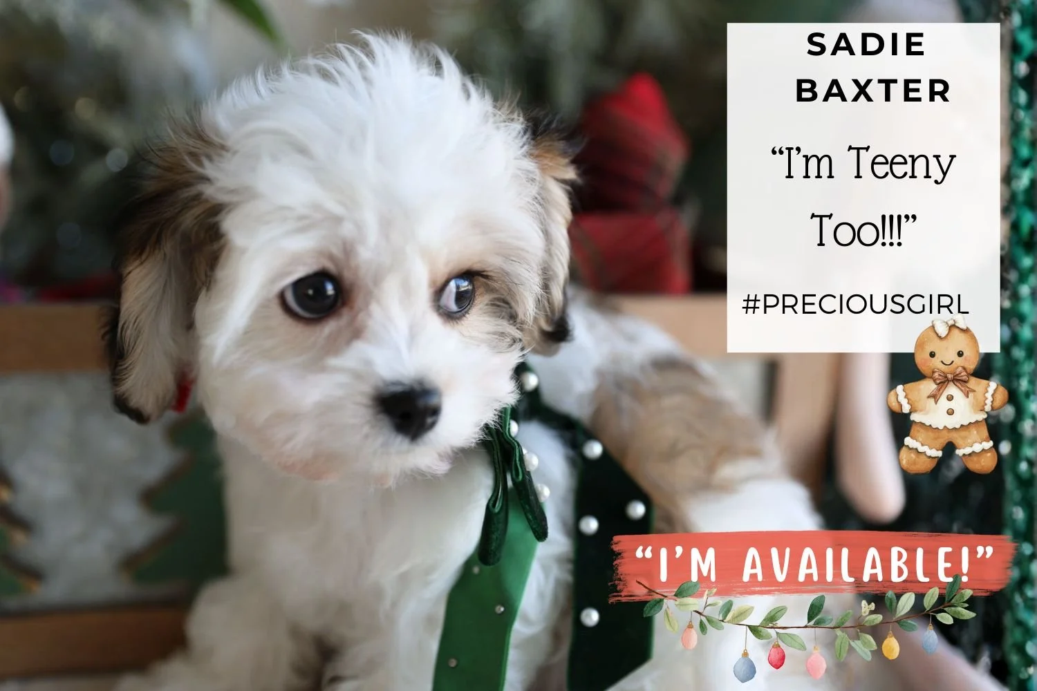 Foxglove Farm Sadie Baxter "I'm Available!"