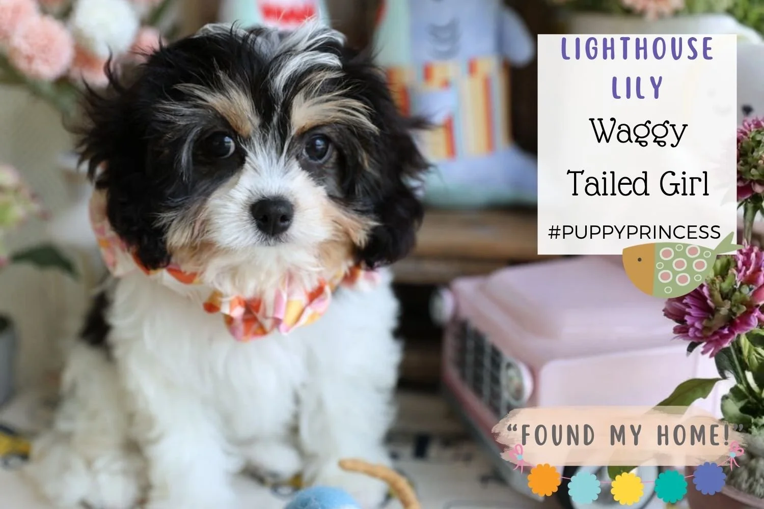 Foxglove Farm Lighthouse Lily "I've found my forever 🏡 with Jimmie in Albuquerque! Foxglove Puppy #5 for this family!" 😘