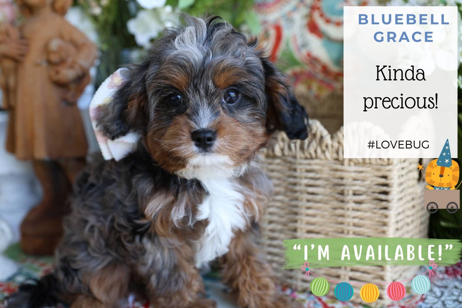 Foxglove Farm Bluebell Grace "I'm Available!"