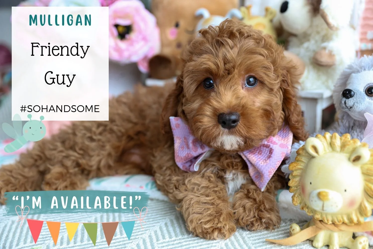 Foxglove Farm Mulligan "I've found my forever 🏡 with Chloe in Texas!"