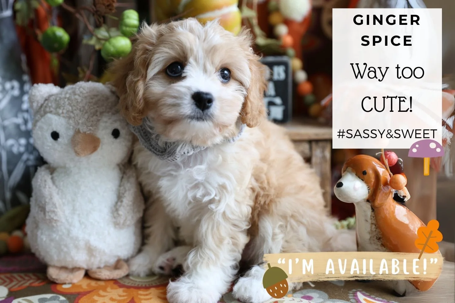 Foxglove Farm Ginger Spice "I'm Available!"