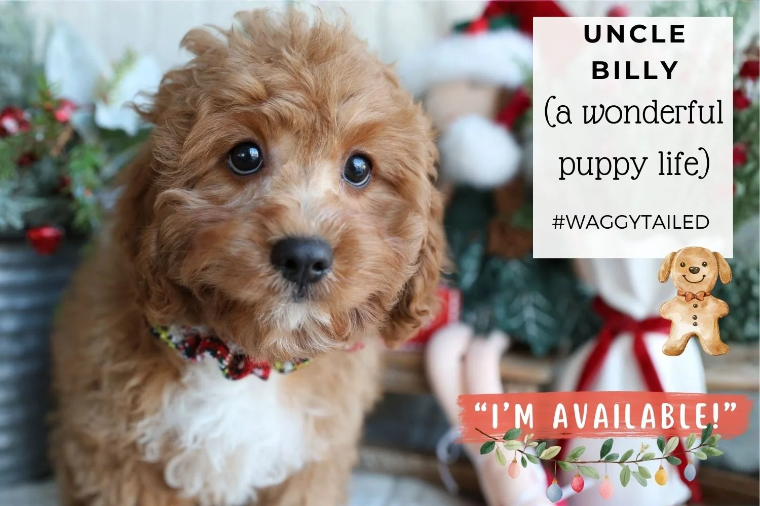 Foxglove Farm Uncle Billy "I've found my forever 🏡 with the Feldman family in New York!"