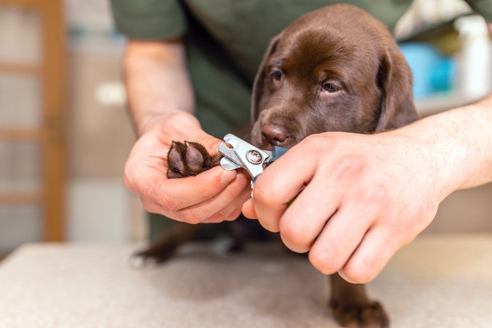 How to Trim Dog Nails - Whole Dog Journal