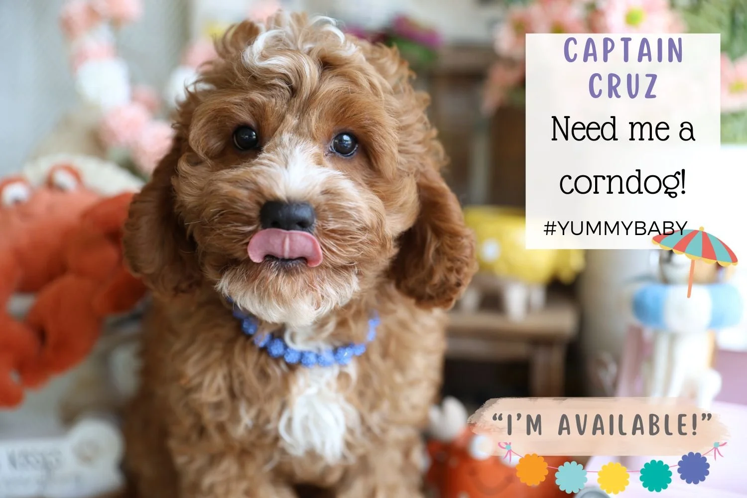 Foxglove Farm Captain Cruz "I'm Available!"