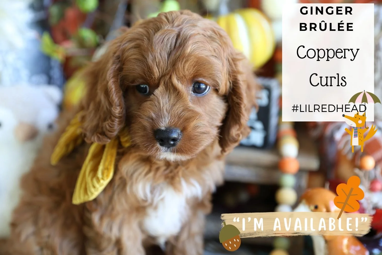 Foxglove Farm Ginger Brûlée "I'm Available!"