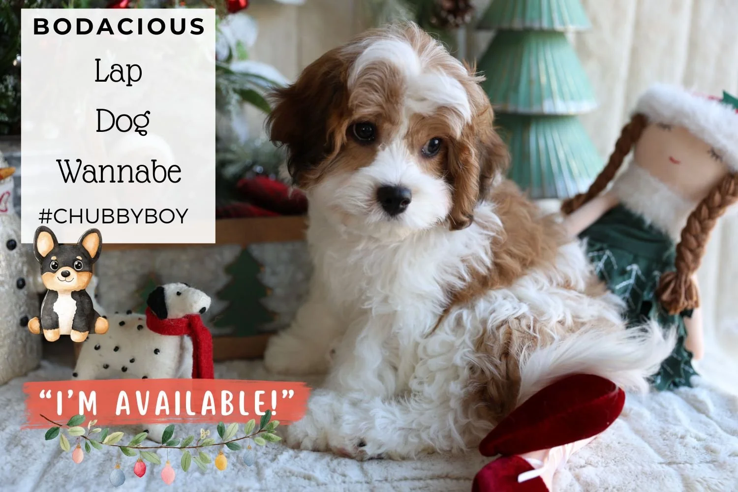 Foxglove Farm Bodacious "I'm Available!"