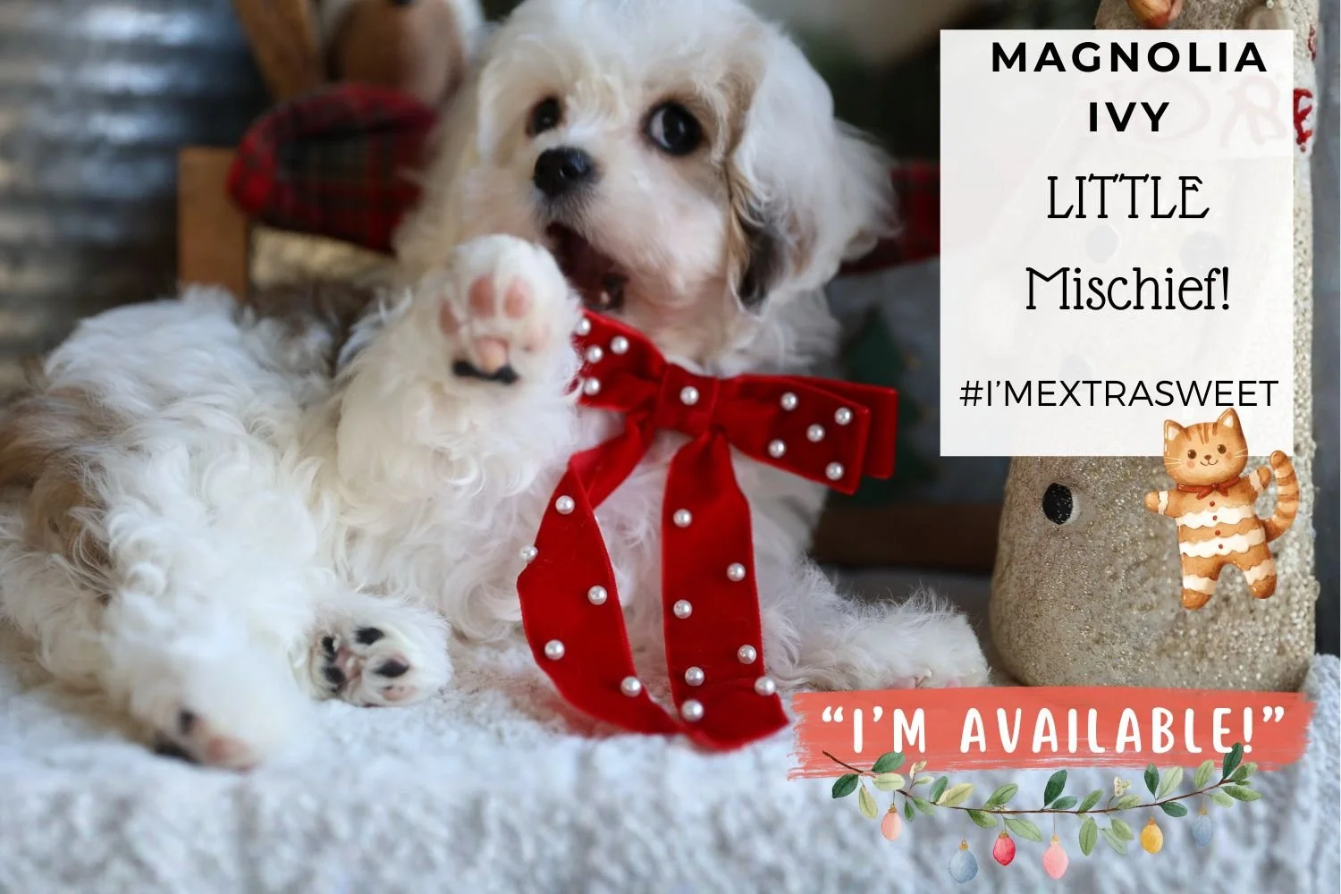 Foxglove Farm Magnolia Ivy "I'm Available!"