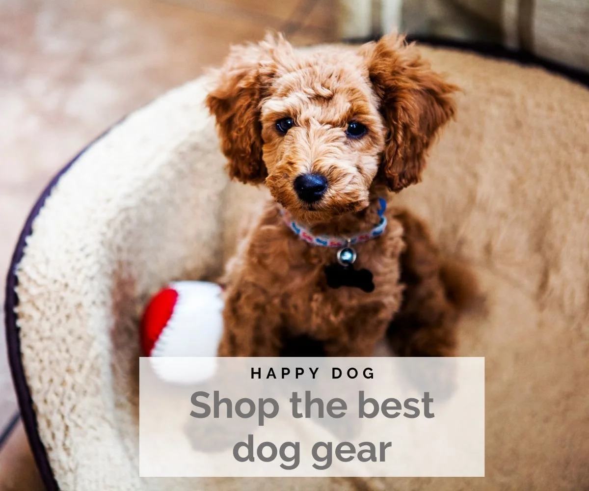 Cavapoo in Dog Bed Banner | Shop the Best Dog Gear