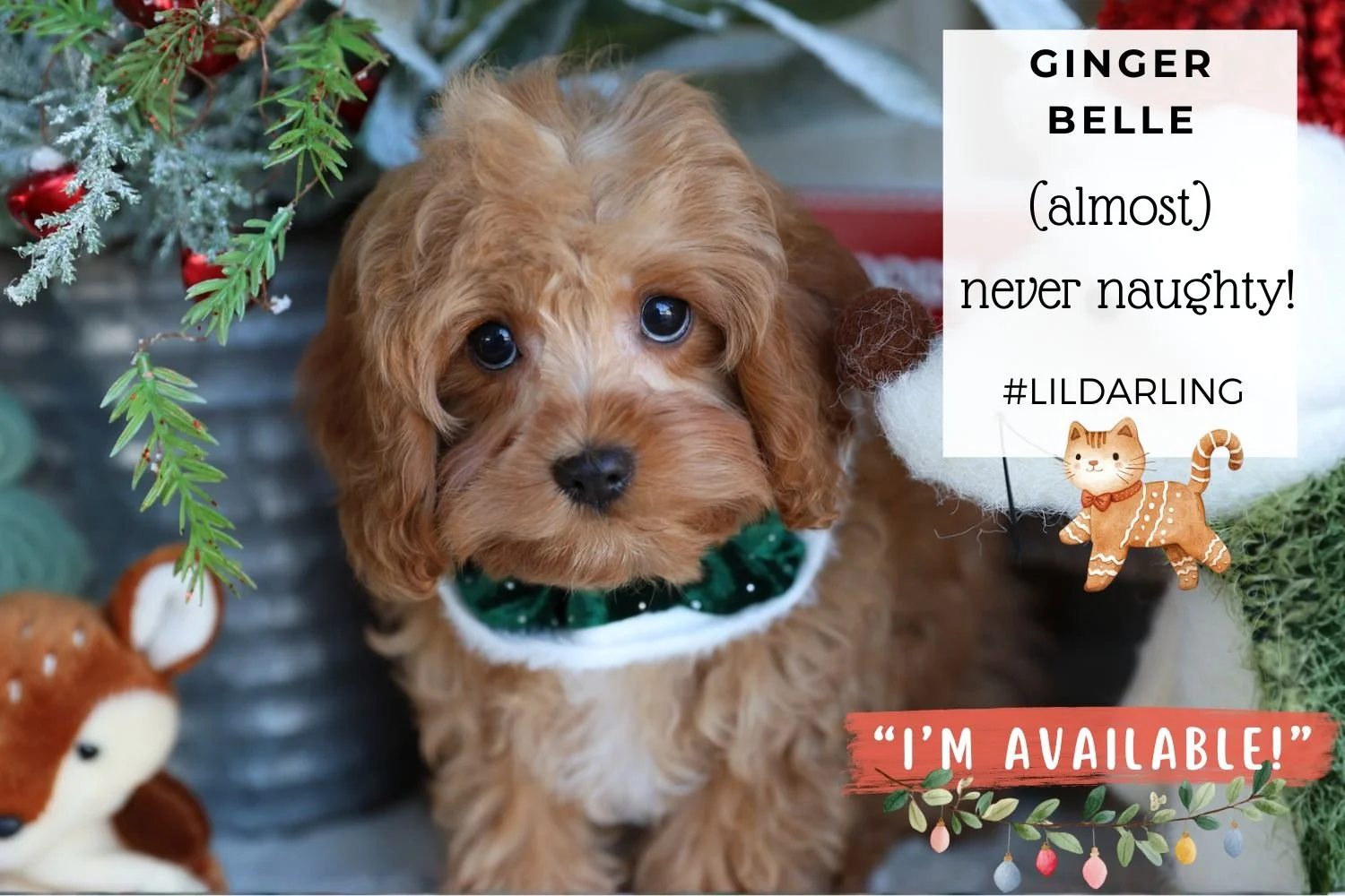 Foxglove Farm Ginger Belle "I'm Available!"