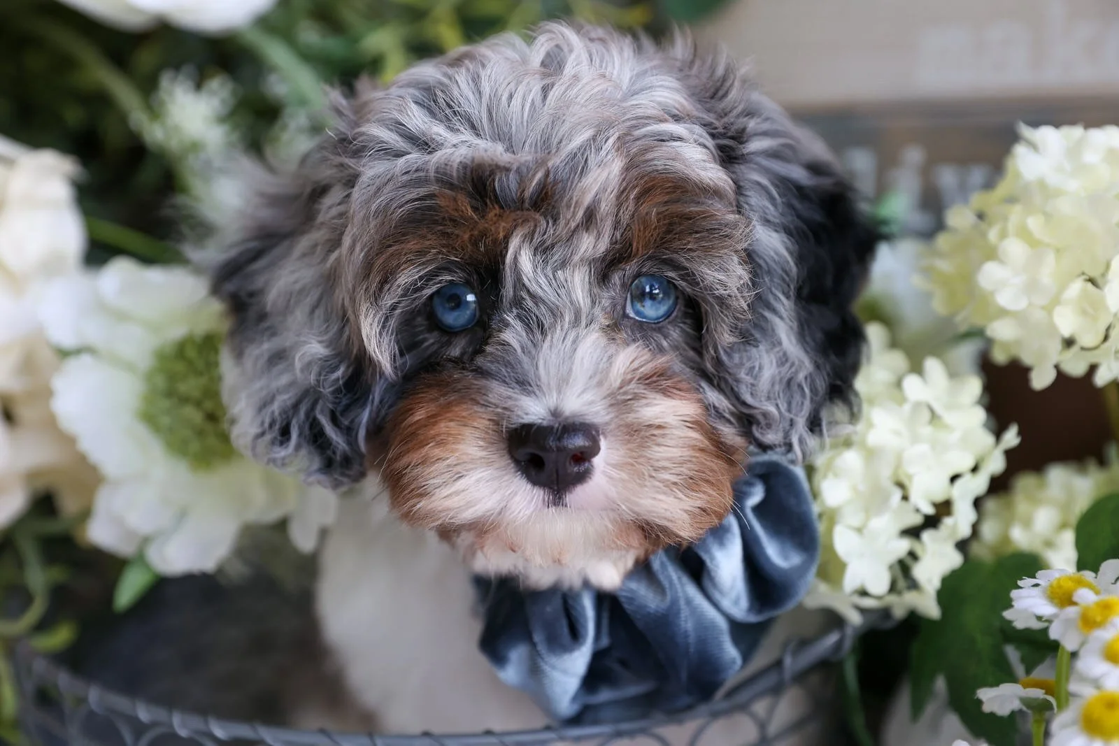 blue-merle-cavapoo-puppy-foxglove-farm.jpg