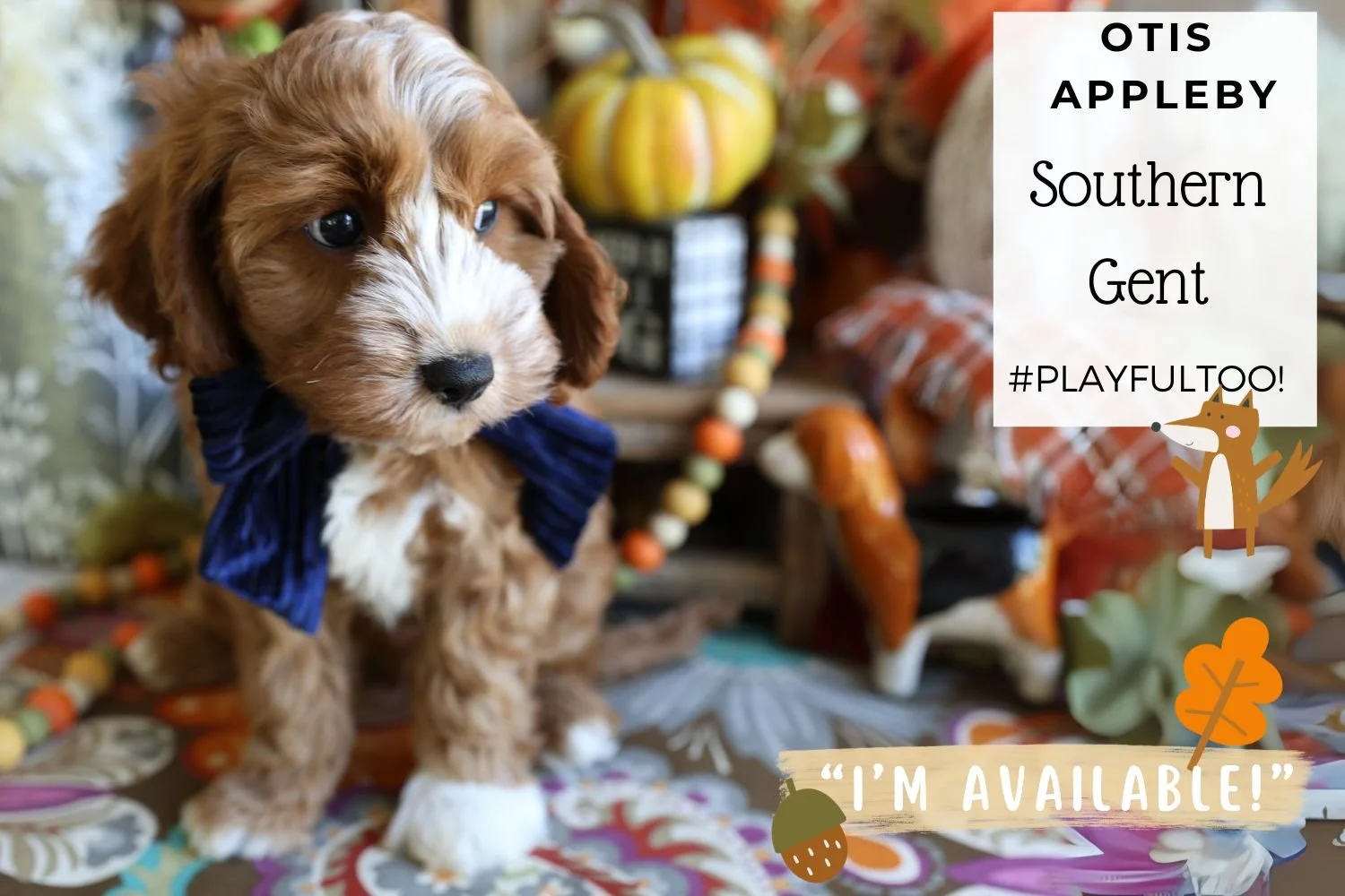 Foxglove Farm Otis Appleby "I'm Available!"