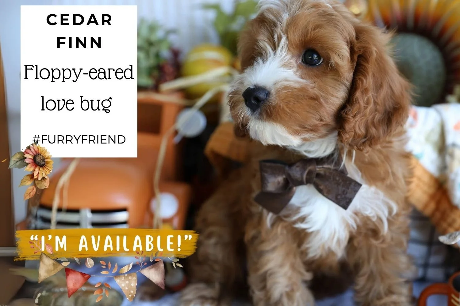 Foxglove Farm Cedar Finn "I'm Available!"