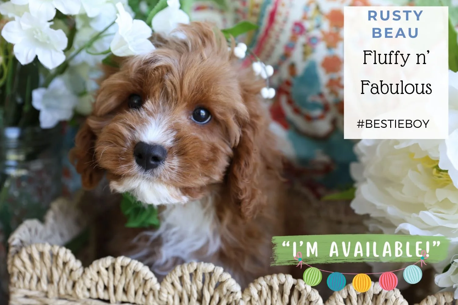 Foxglove Farm Rusty Beau "I'm Available!"