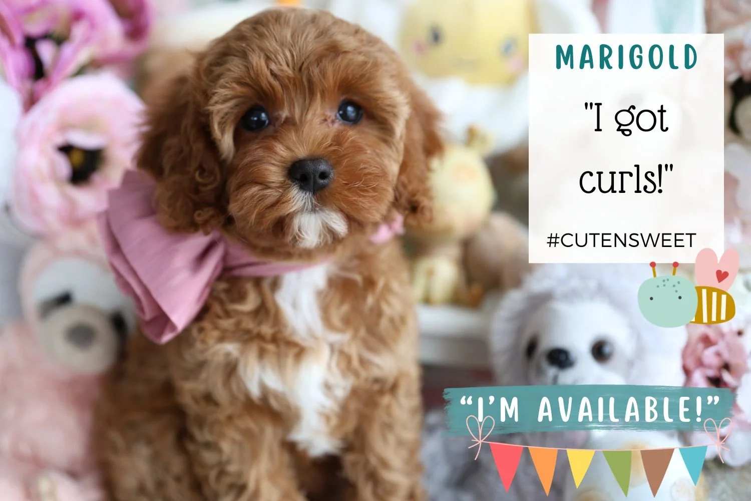 Foxglove Farm Marigold "I've found my forever home with Susan in New Jersey!"