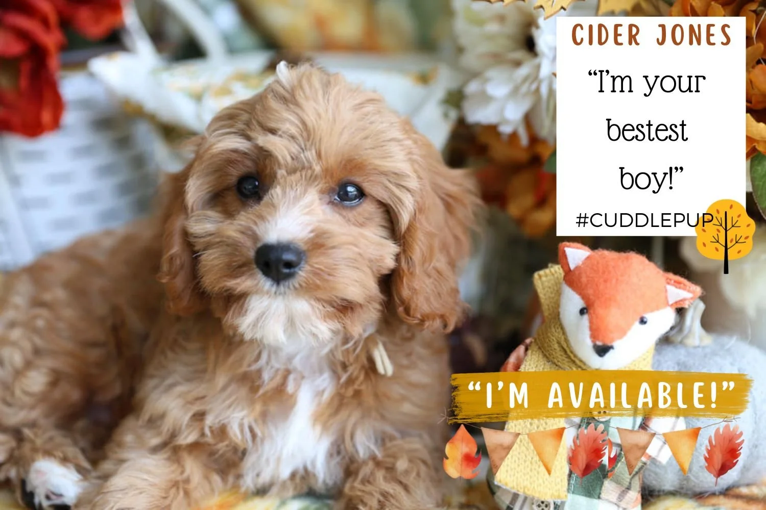 Foxglove Farm Cider Jones "I'm Available!"