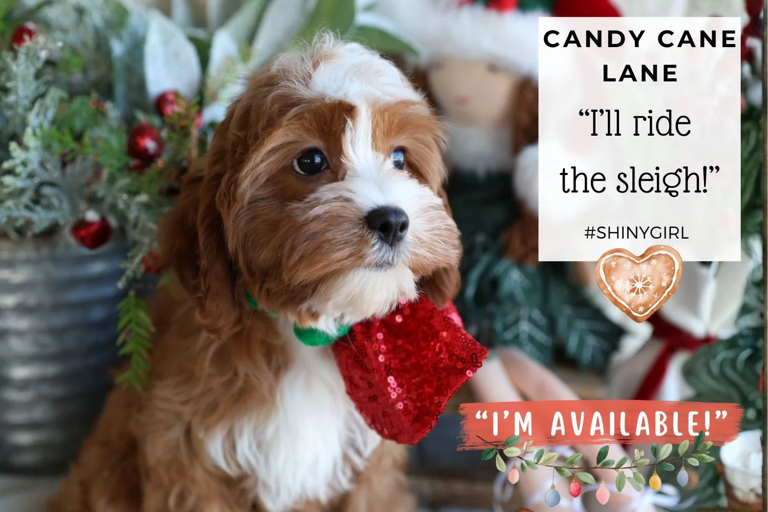 Cavapoo-non-shed-ruby-and-white-puppy-with-big-bow.jpg