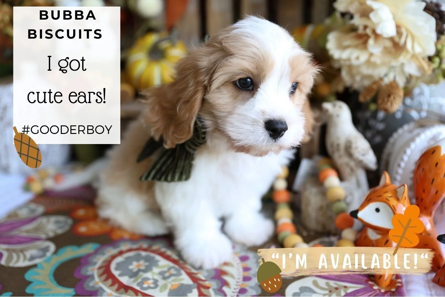 Foxglove Farm Bubba Biscuit "I'm Available!"