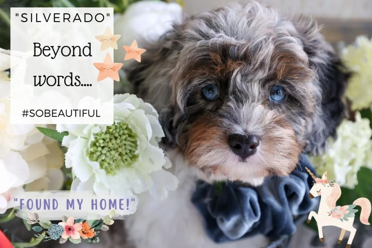 Beautiful blue merle Cavachon puppy from Foxglove Farm