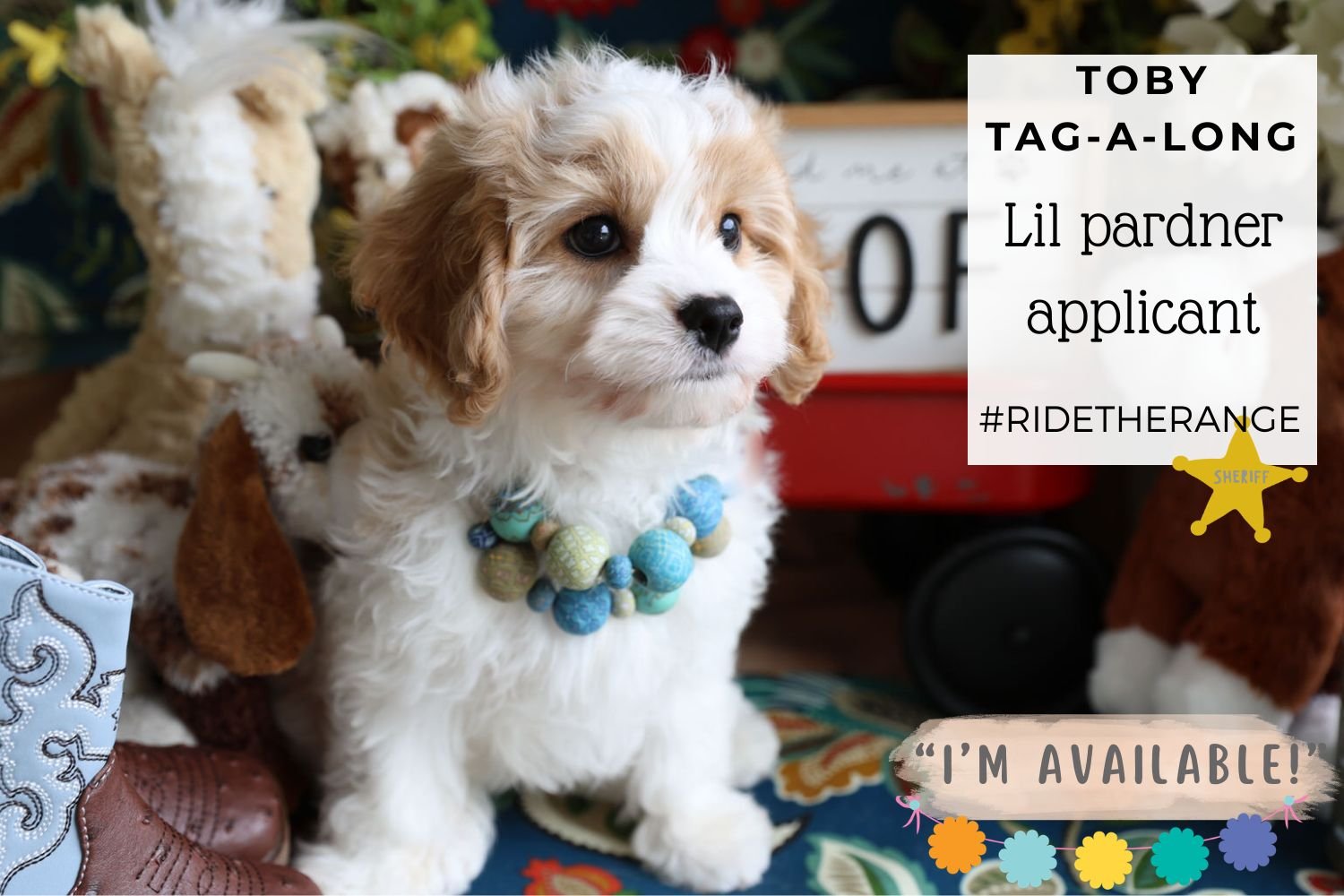 Foxglove Farm Toby Tag-A-Long | Available Now! (and looking for someone to ❤️ me & buy treats!)
