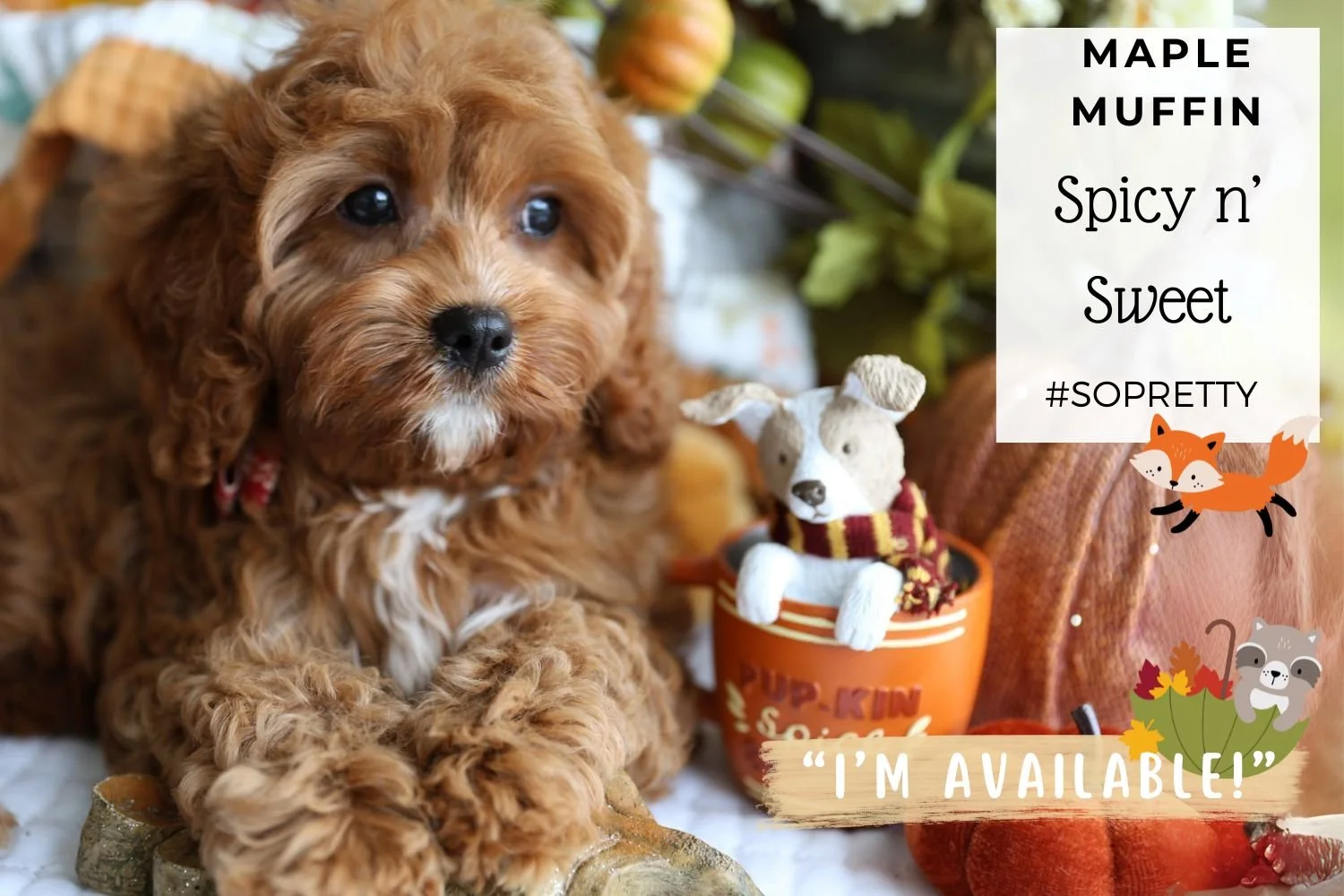 Foxglove Farm Maple Muffin "Please don't purchase me! I'm on HOLD for John in Ohio!"