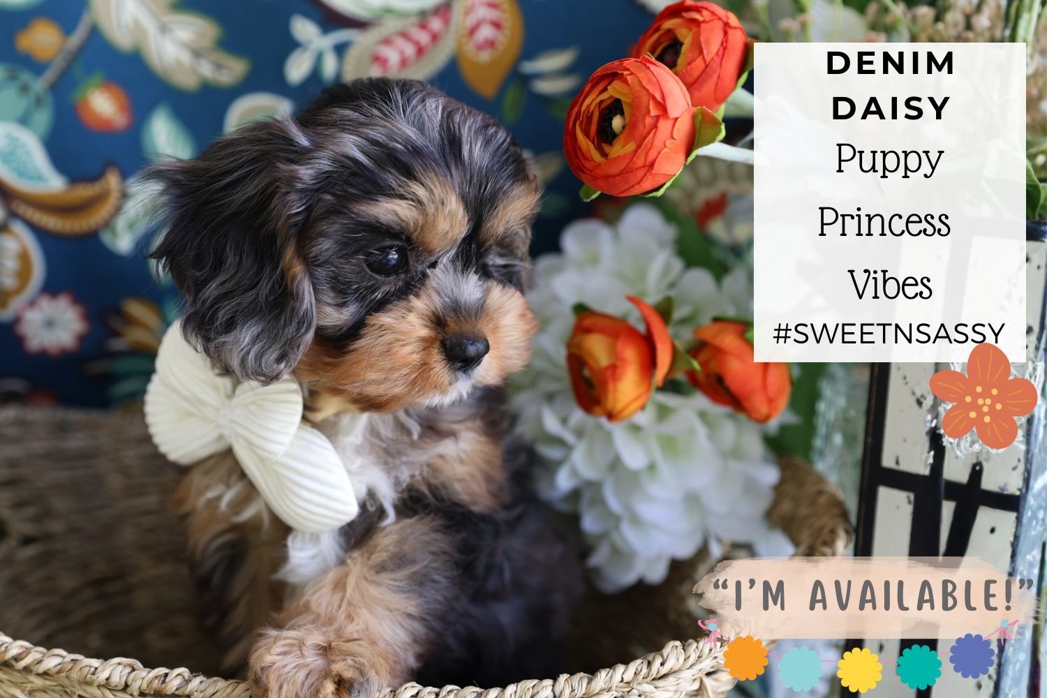Foxglove Farm Denim Daisy "I'm  Available (& TOO CUTE & I know it!)"