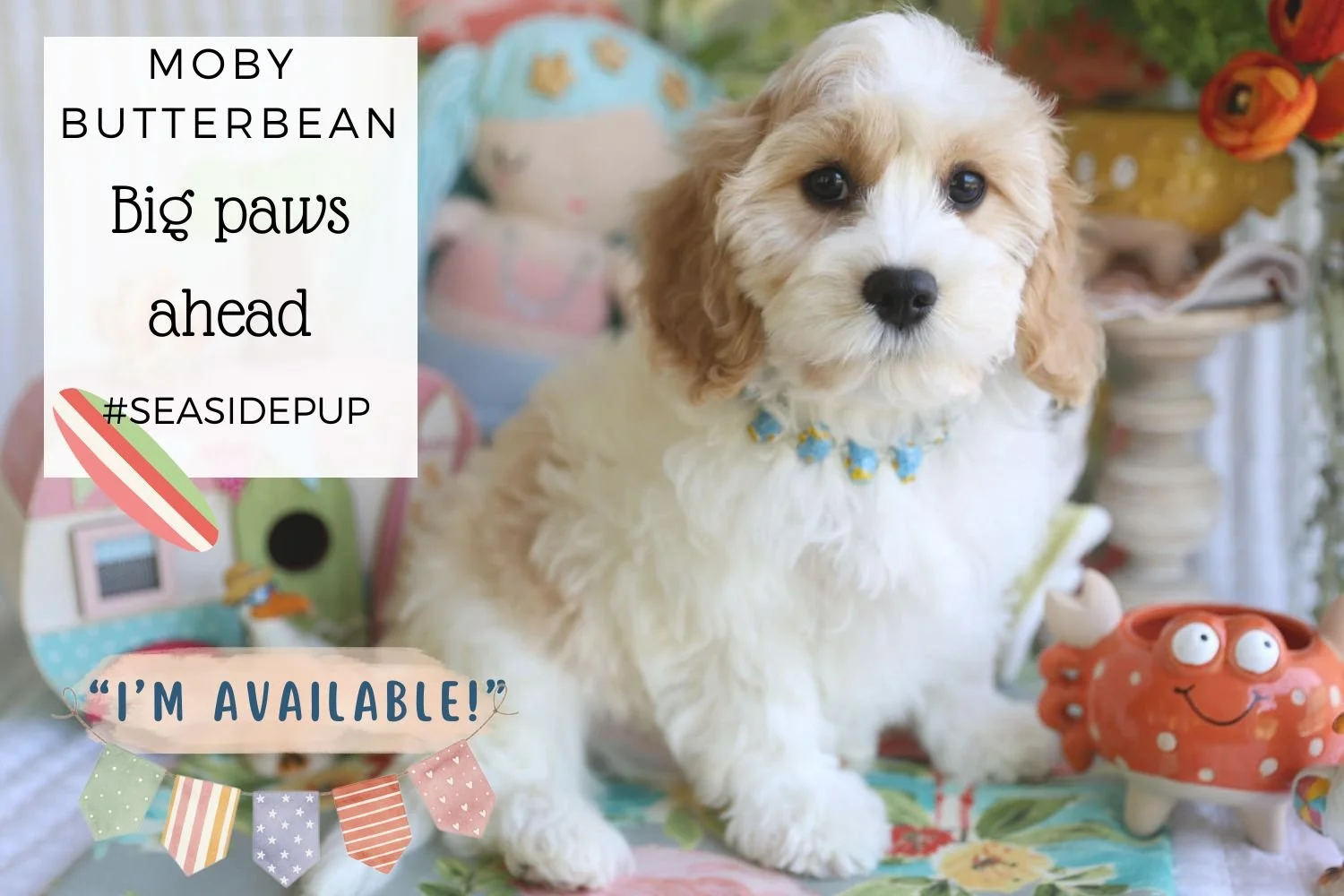 mini-cavachon-puppy-with-blenheim-color-coat.jpg