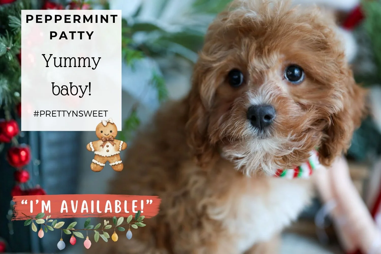 Foxglove Farm Peppermint Patty "I'm Available!"