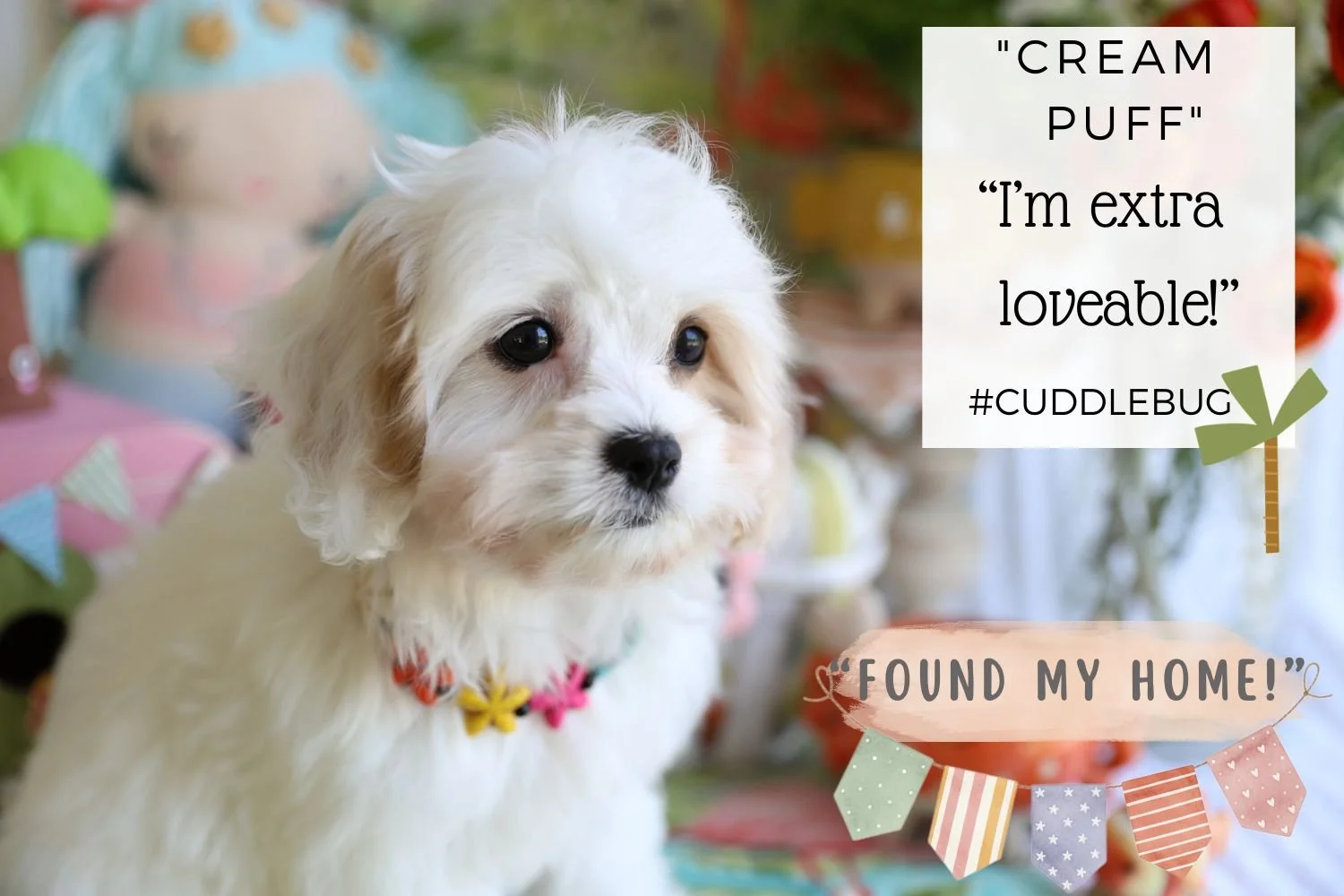 Foxglove Farm Cream Puff "I've found my forever 🏡 with the Patterson family in Florida, their 2nd Foxglove baby!"
