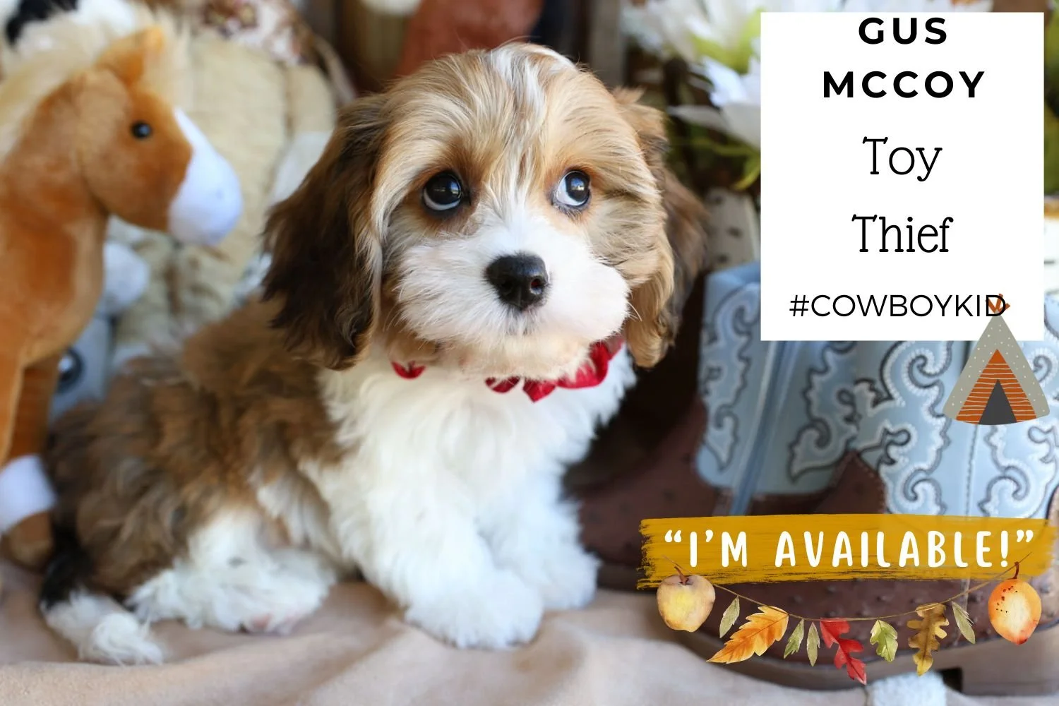 Foxglove Farm Gus McCoy "I'm Available!"