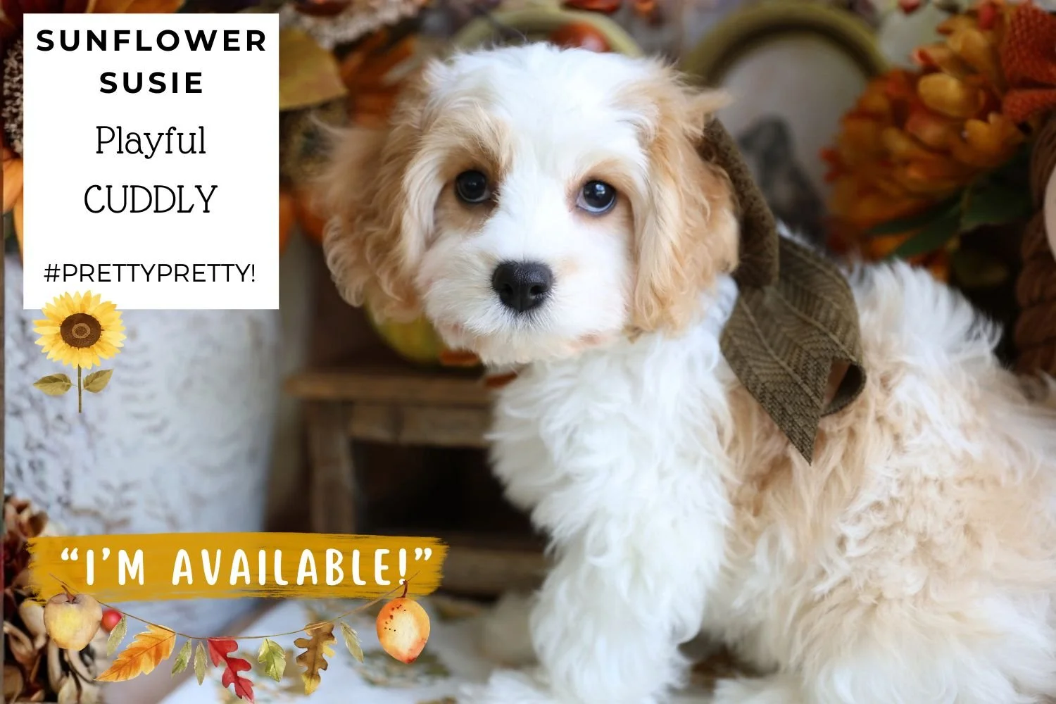 Foxglove Farm Sunflower Susie "Please don't purchase me! I'm on HOLD for the Deves family!"