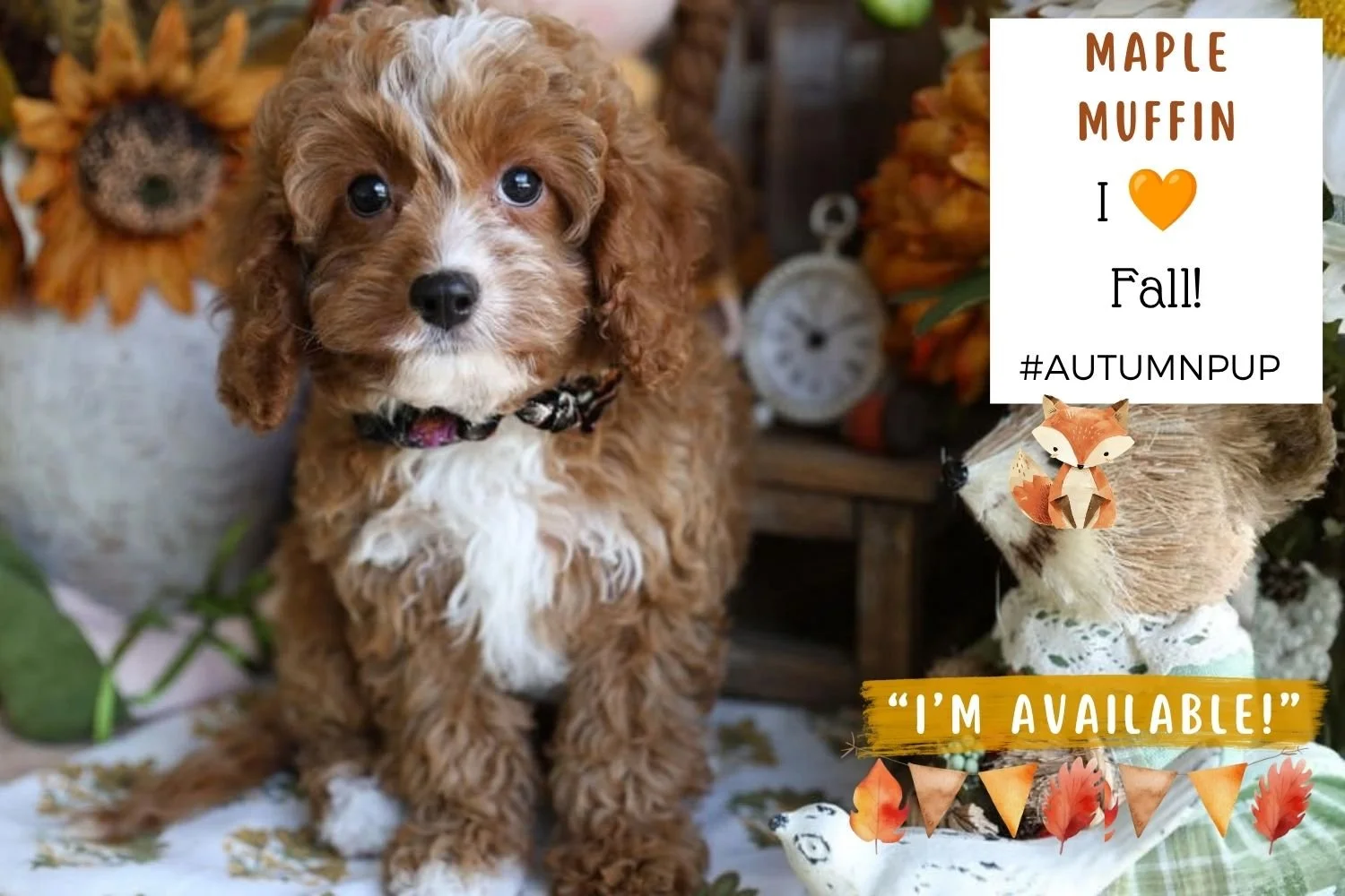 Foxglove Farm Maple Muffin ""I've found my forever 🏡 with Michelle in Washington State!"