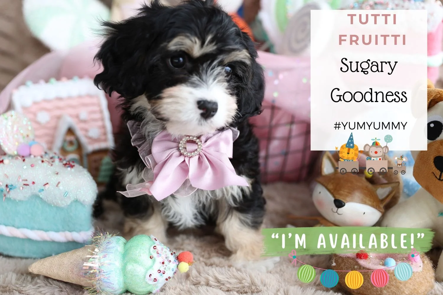 Foxglove Farm Tutti Fruttie "I've found my forever 🏡 with Lynn in Louisiana!"