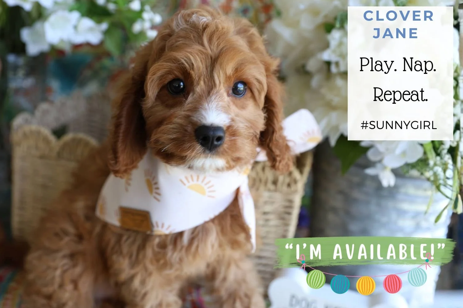 Foxglove Farm Clover Jane "I'm Available!"