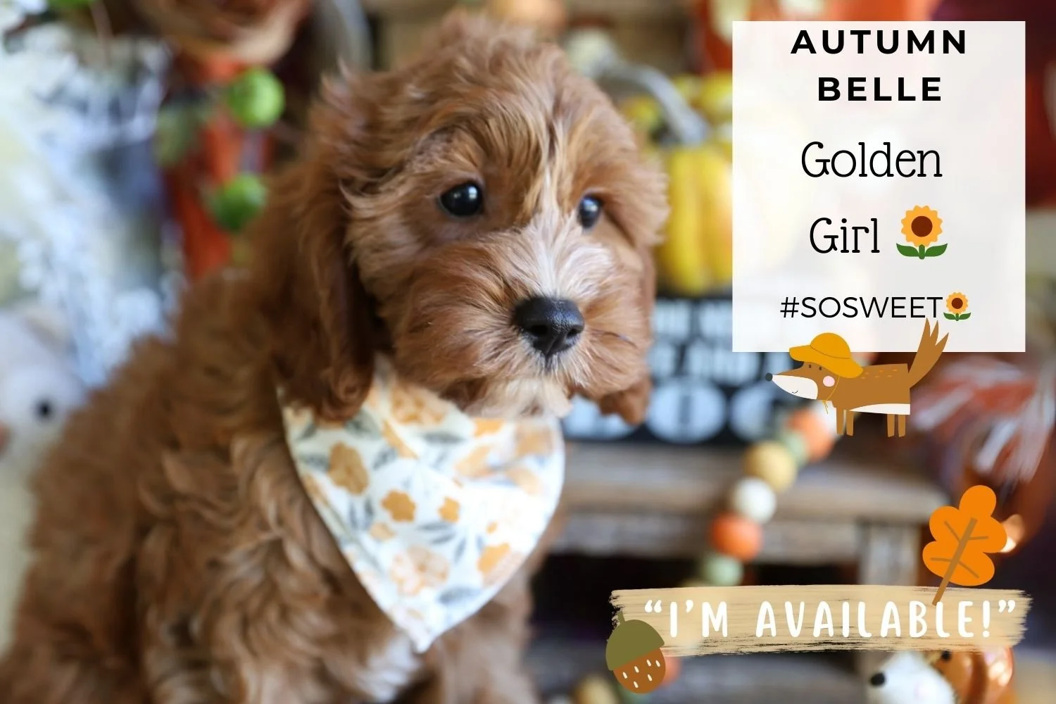 Foxglove Farm Autumn Belle "I'm Available!"