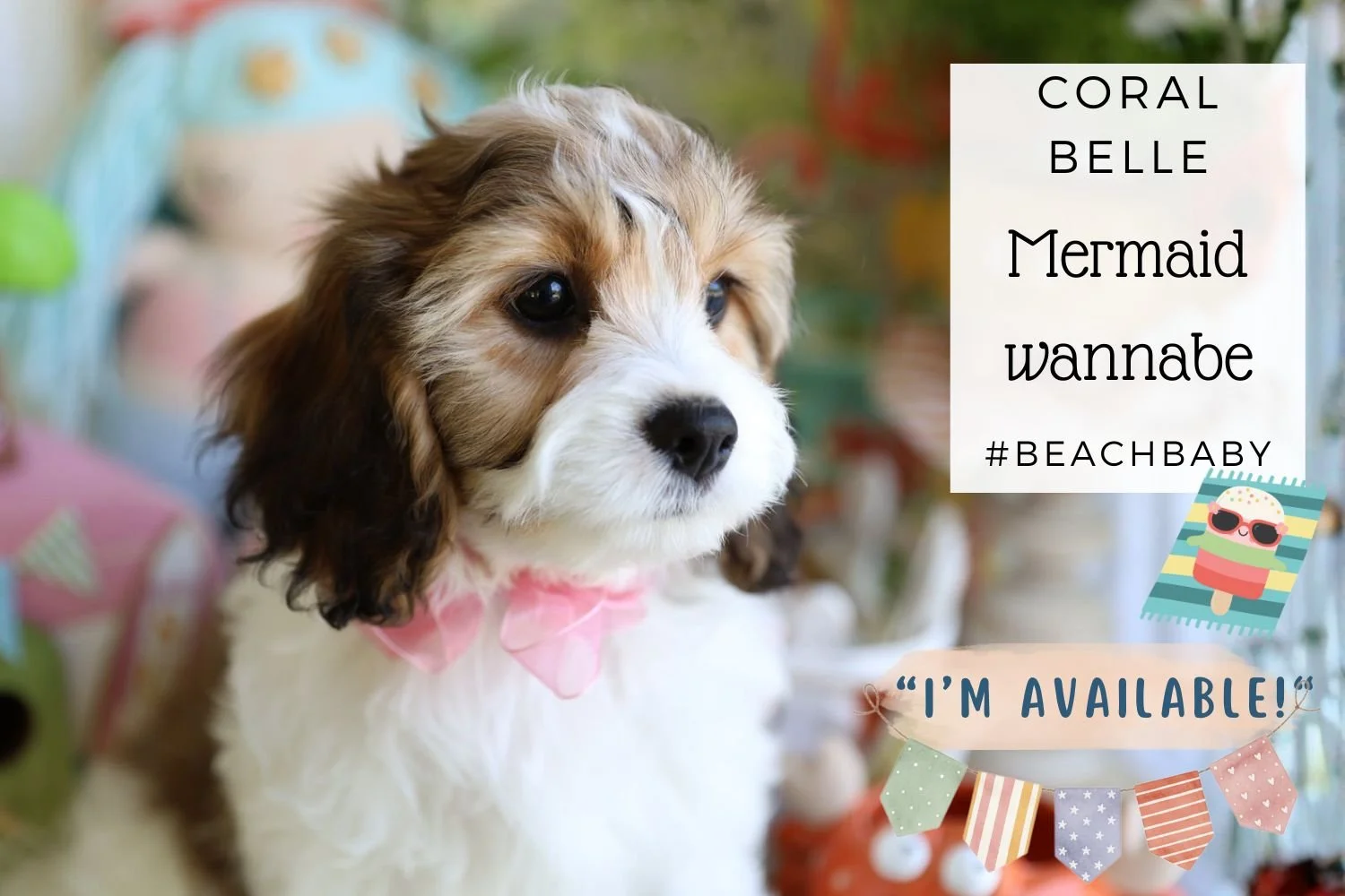 Foxglove Farm Coral Belle "I've found my forever 🏡 with the Wiant family in Ohio!"
