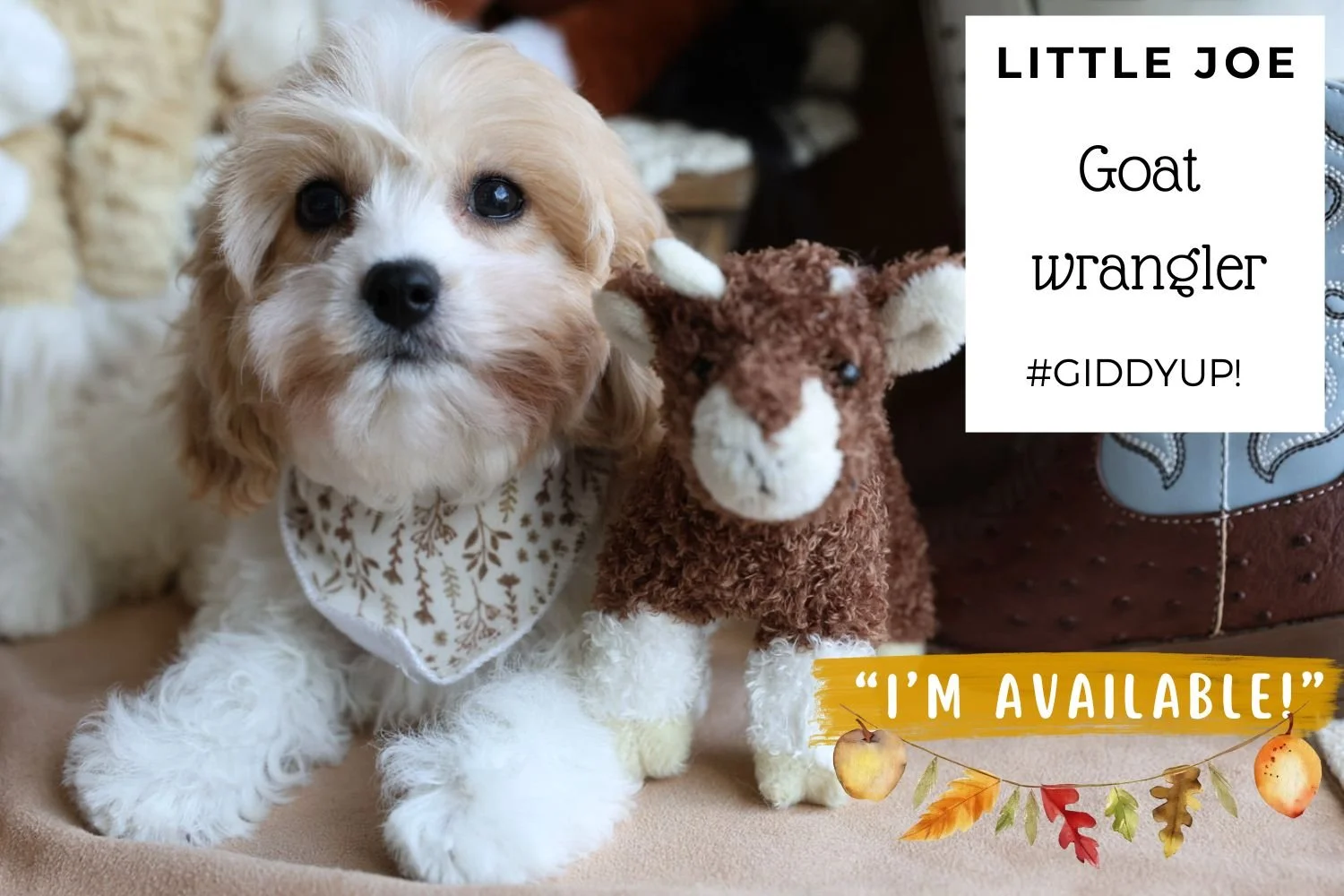 Foxglove Farm Little Joe "I'm Available!"