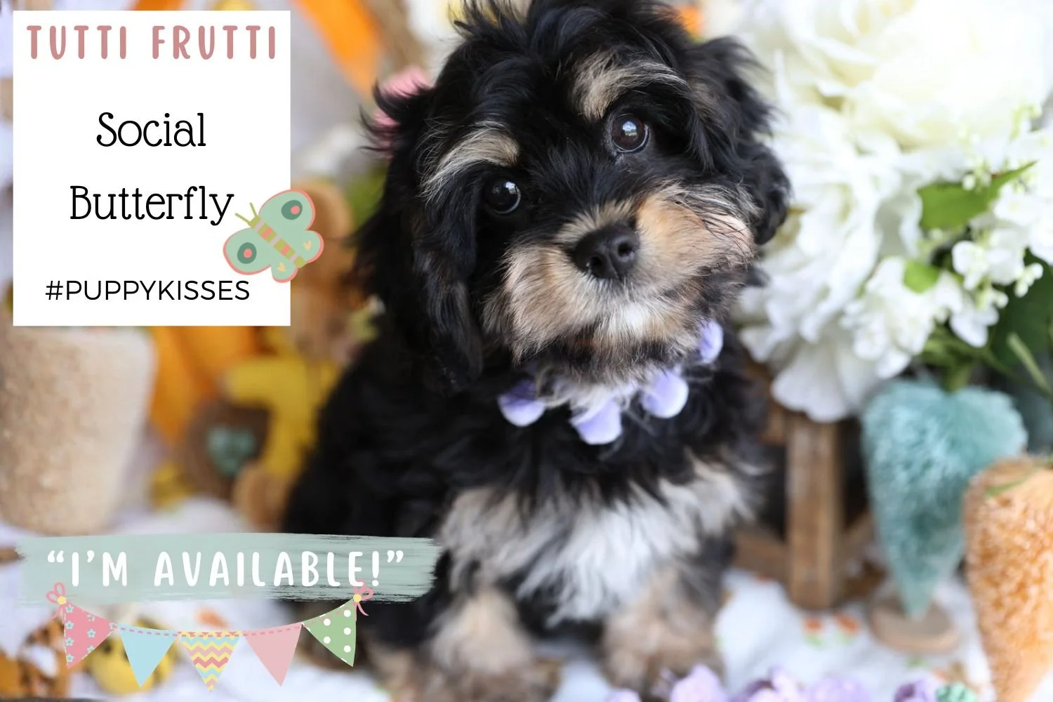 Foxglove Farm Tutti Frutti "I'm Available!"