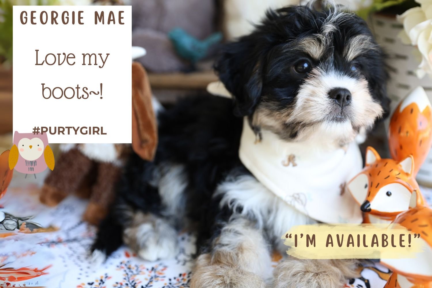 Foxglove Farm Georgie Mae "I'm Available!"
