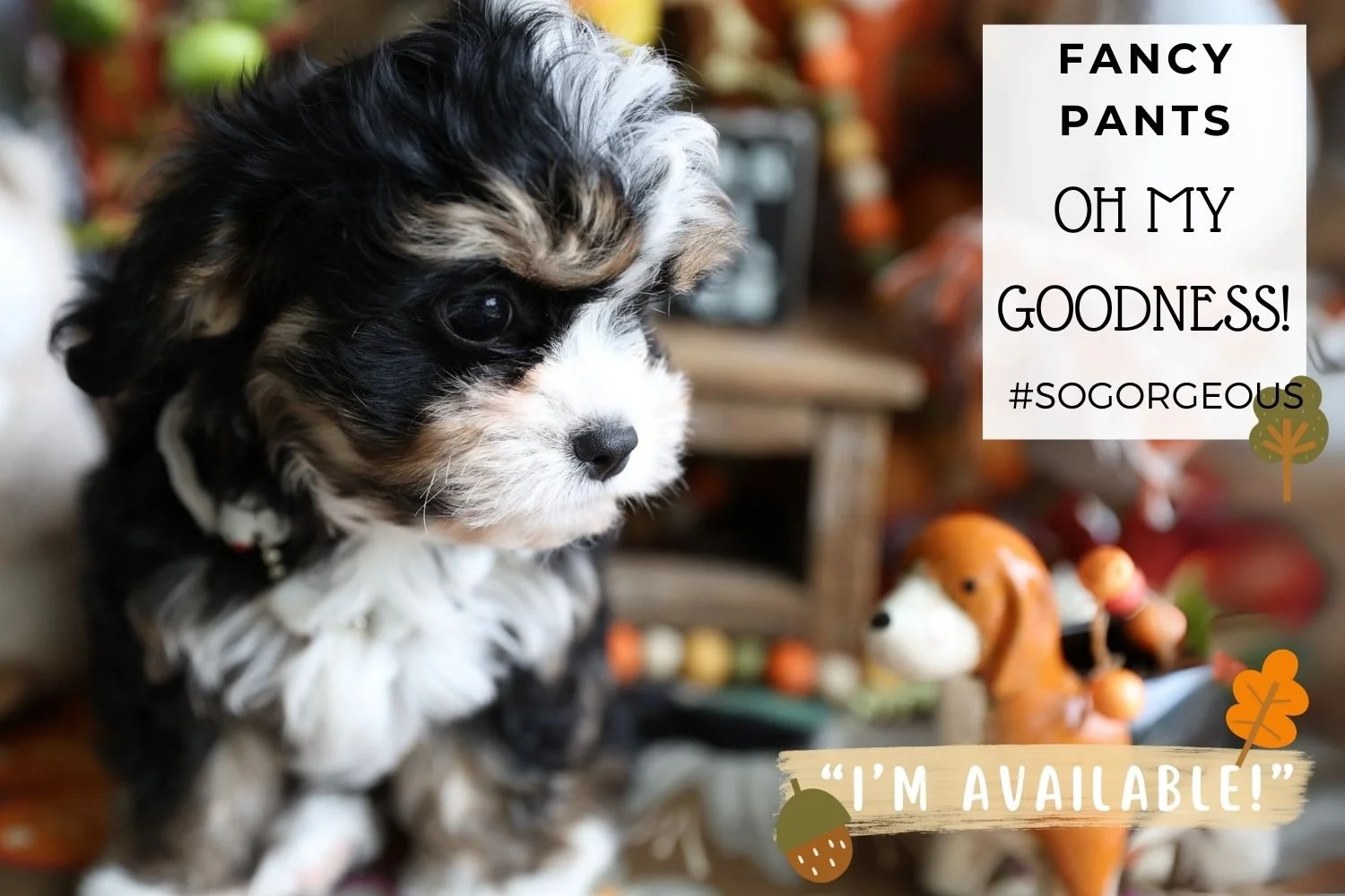Foxglove Farm Fancy Pants "I've Found my forever 🏡 with Cristina in PA!"