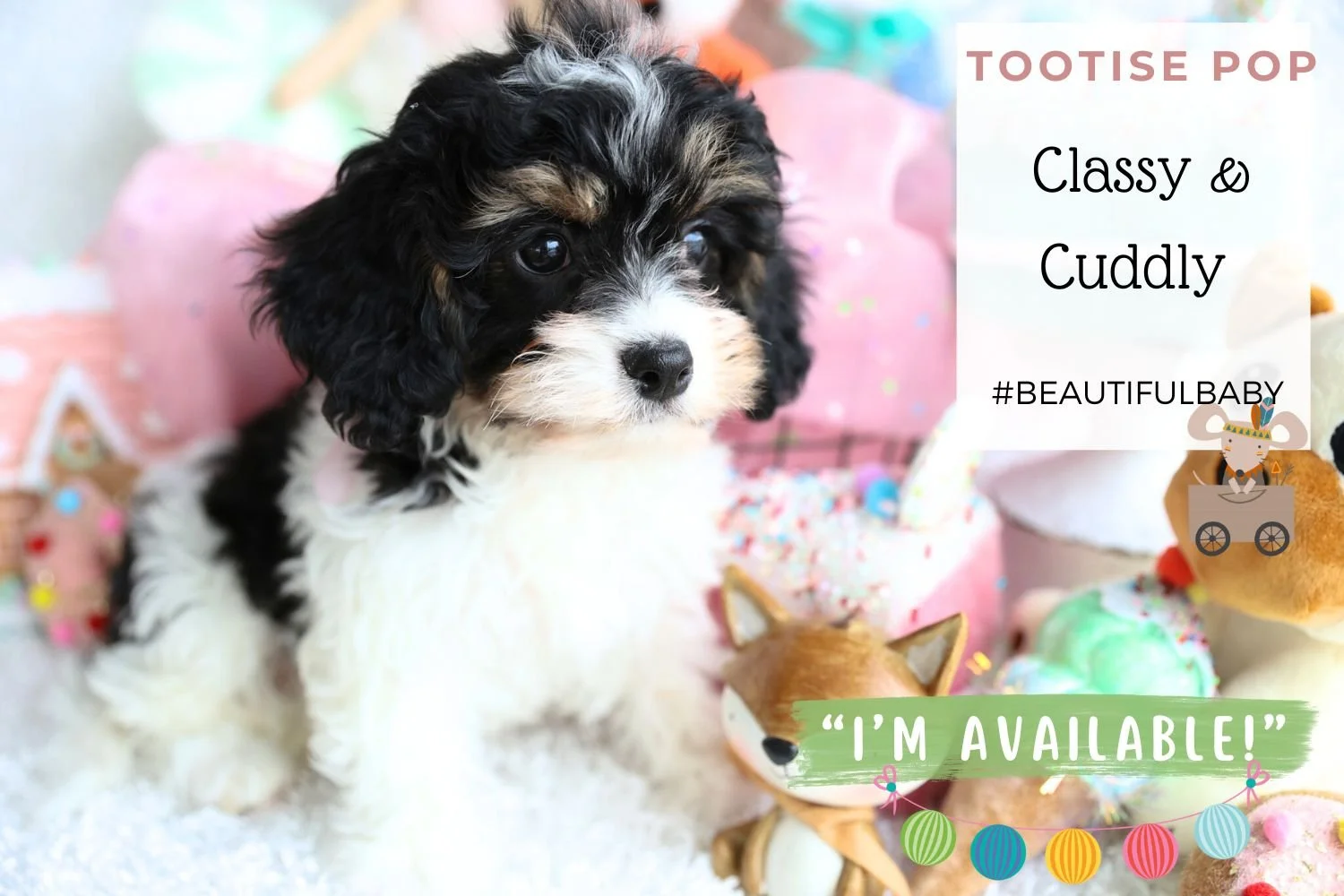 Foxglove Farm Tootsie Pop "I've found my forever home with the Zinn family in North Carolina!"