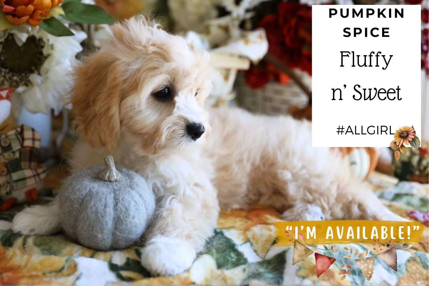 Foxglove Farm Pumpkin Spice "I'm Available!"