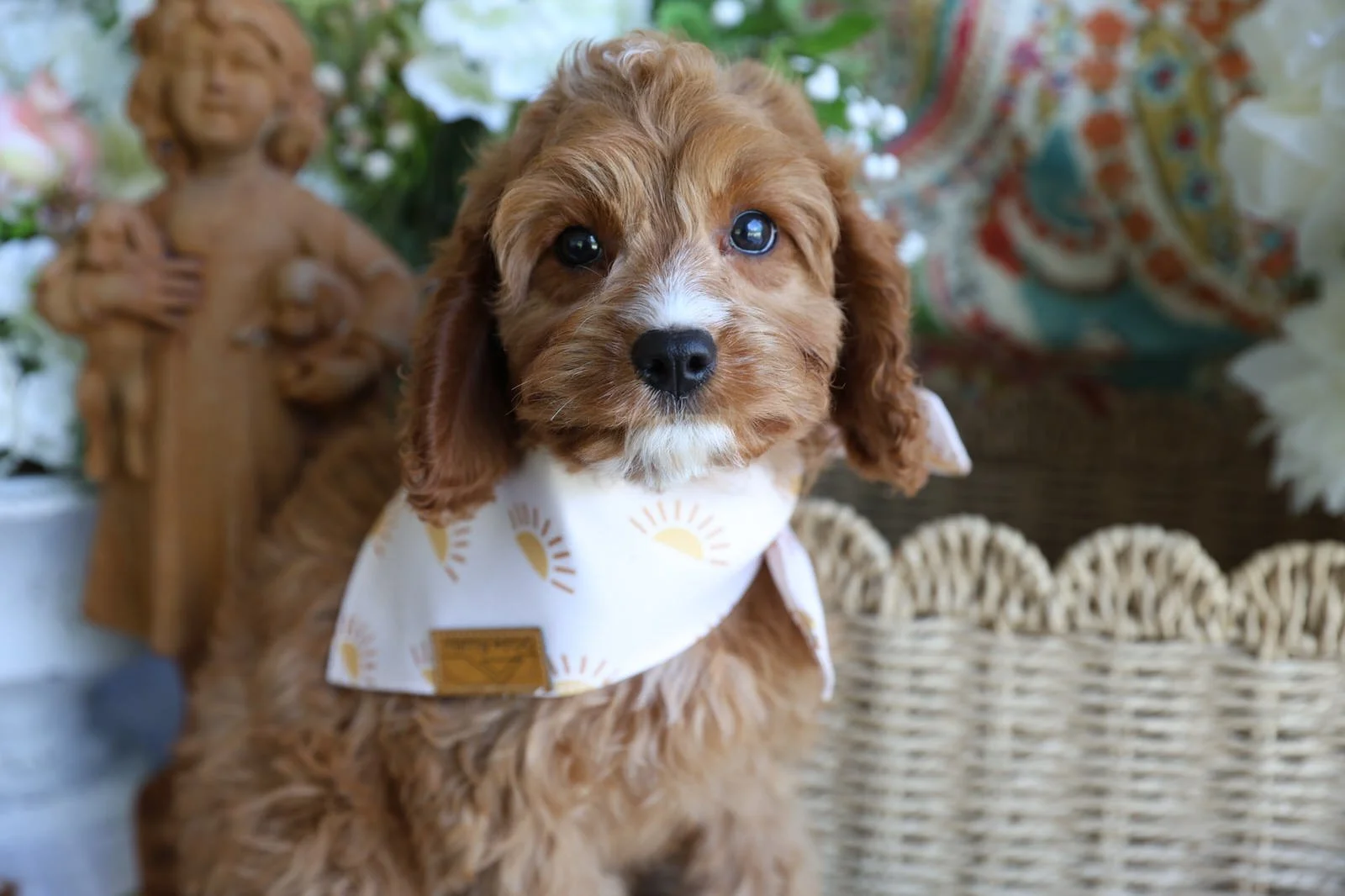Cute Cavapoo puppy wearing a bandana.