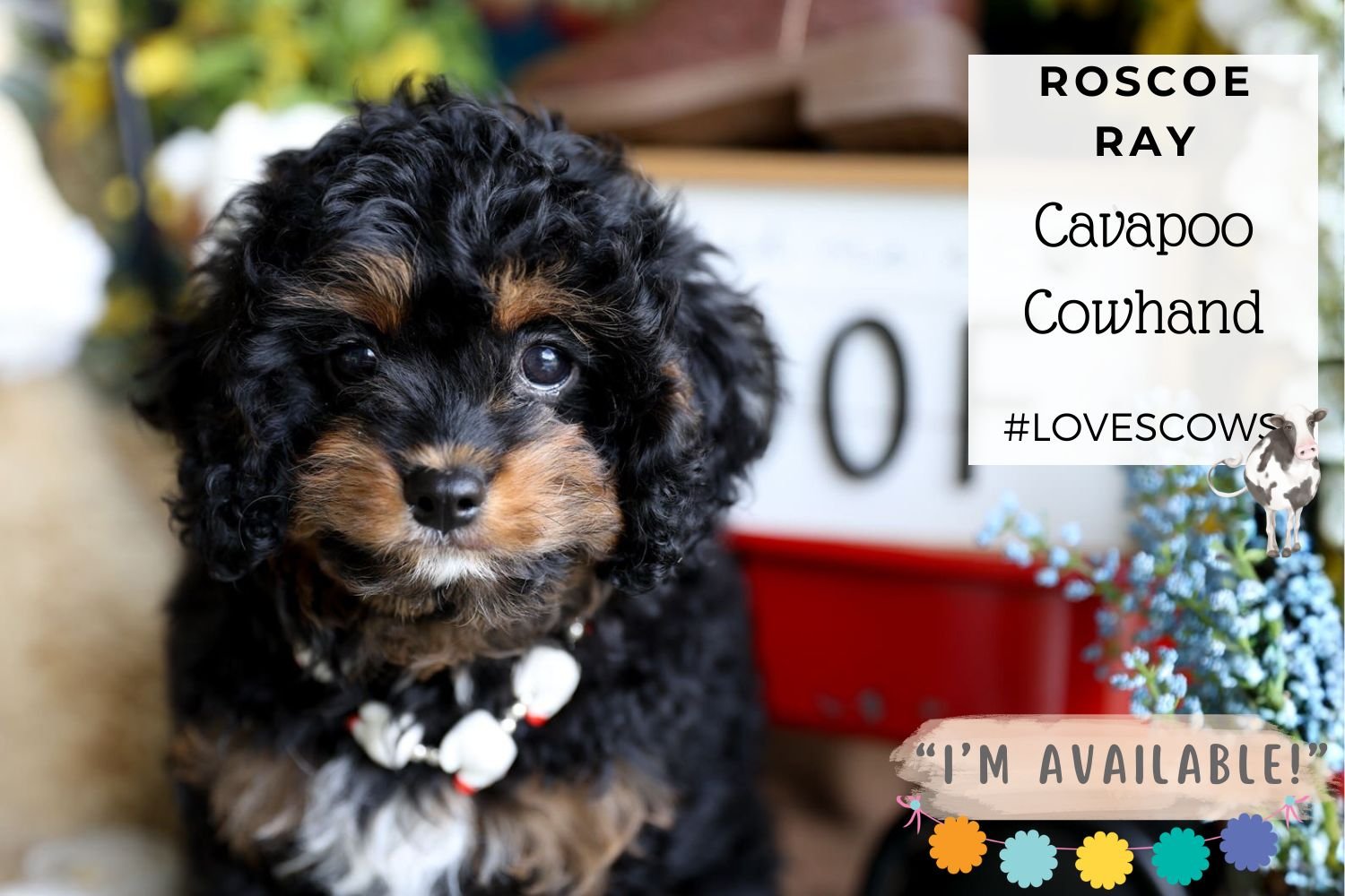 Foxglove Farm Roscoe Ray I'm Available! | (Oh, prepare to fall in puppy love with this adorable baby!)