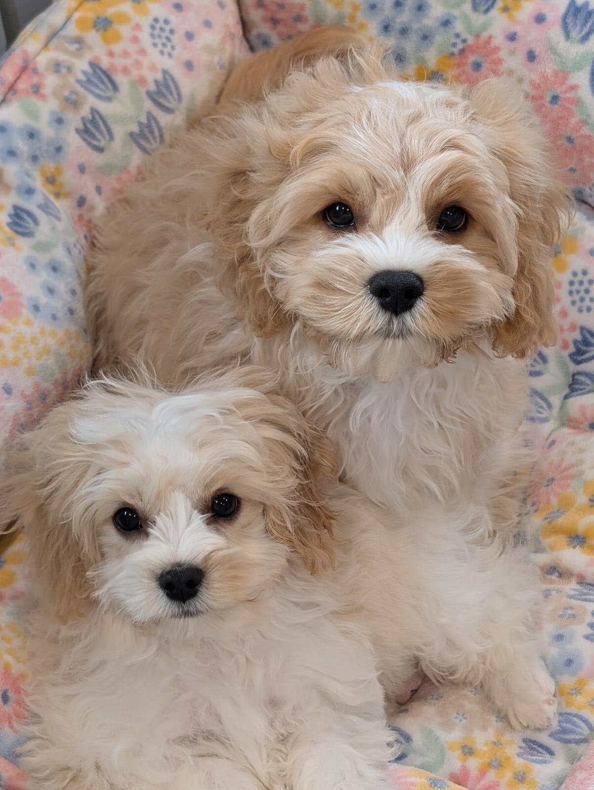 Beautiful Cavachon puppies from foxglove farm