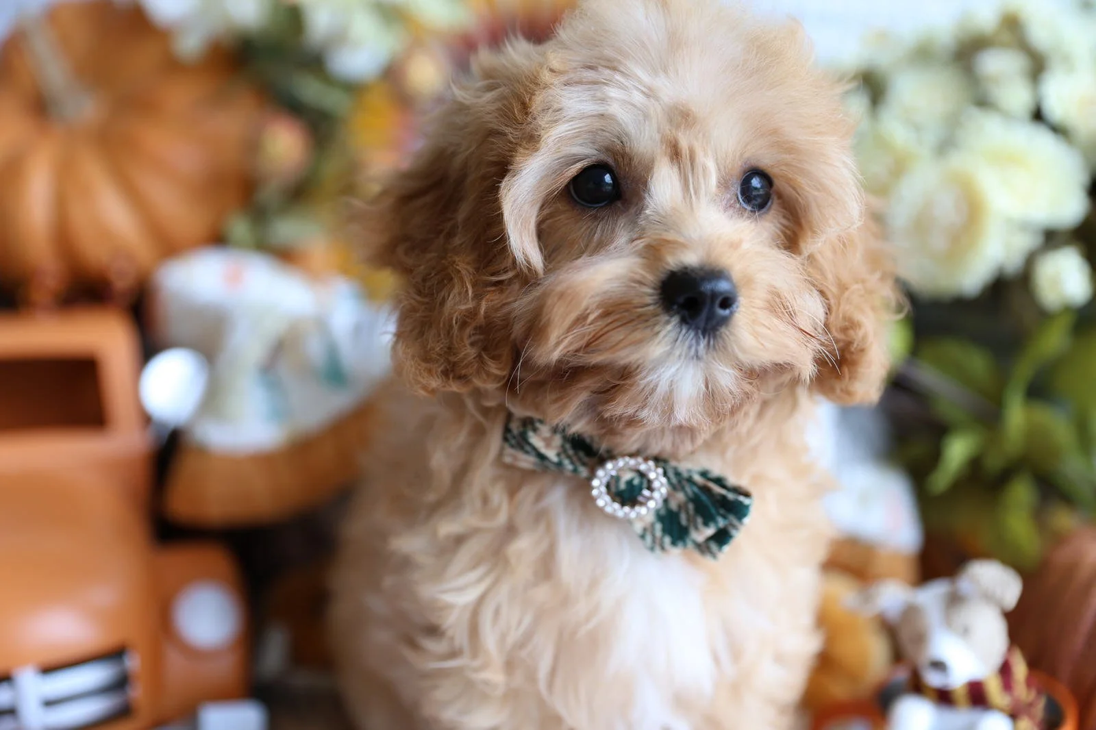 Beautiful-Cavapoo-from-foxglove-farm.jpg