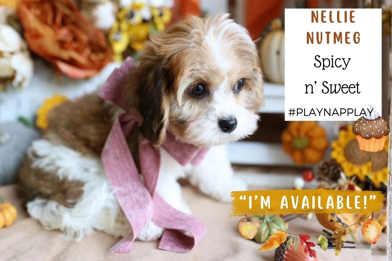 Foxglove Farm Nellie Nutmeg "I've found my forever 🏡 with Nikki & Mike in MN!" They have Cody who will help spoil me!"