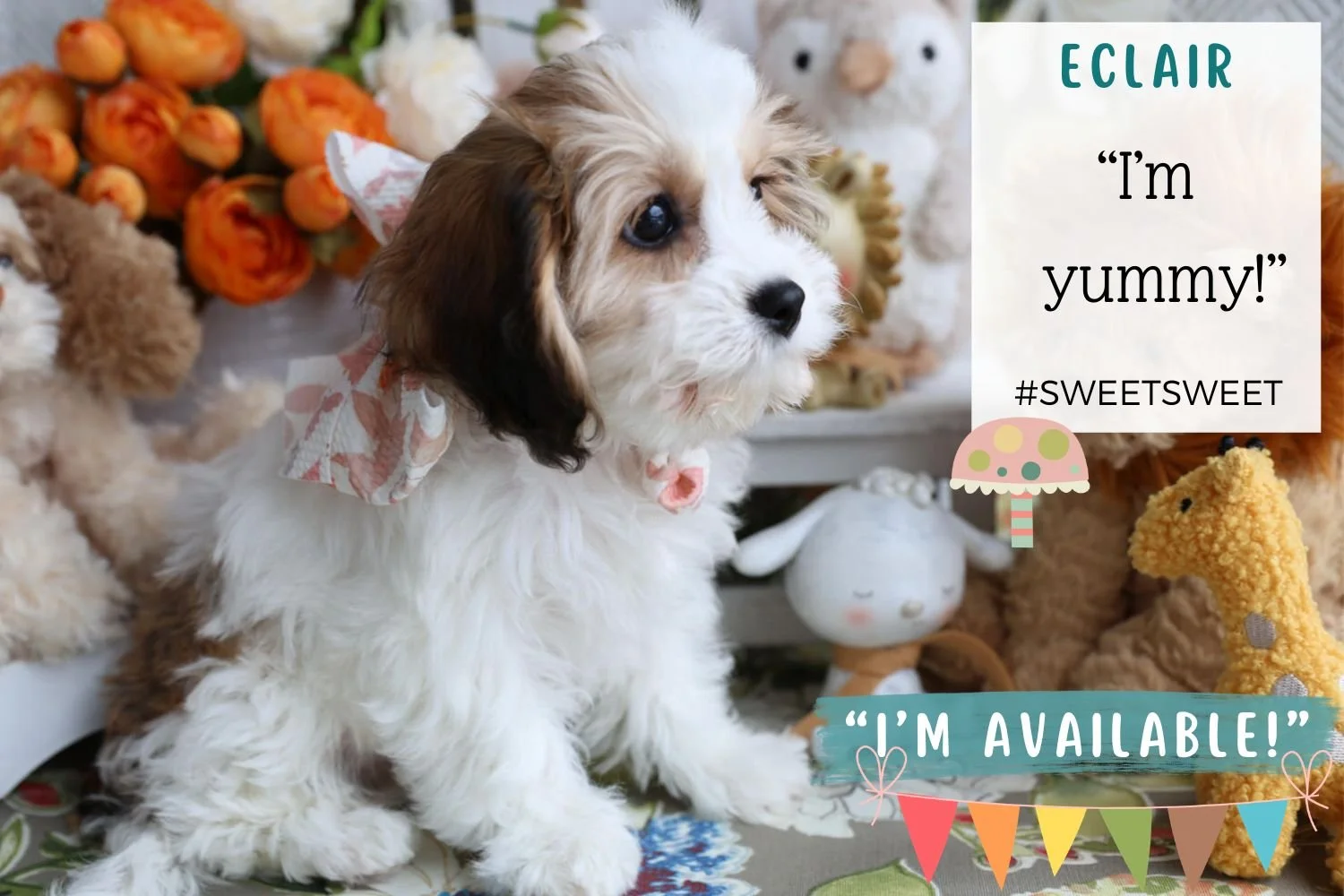 Foxglove Farm Eclair "I'm Available!"