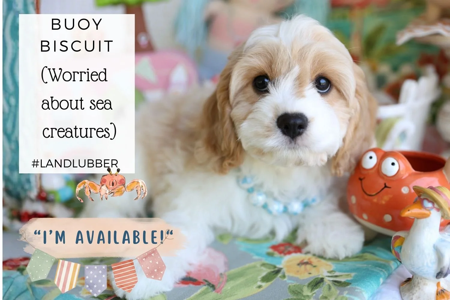 Foxglove Farm Buoy Biscuit "I've found my forever 🏡 with the Alto family in Puerto Rico!"